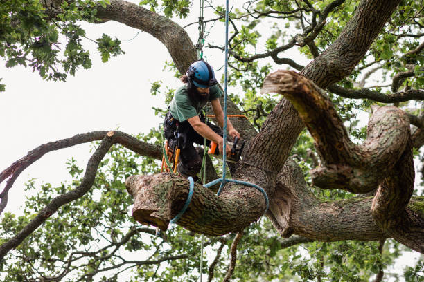 Trusted Blakely, PA Tree Services Experts